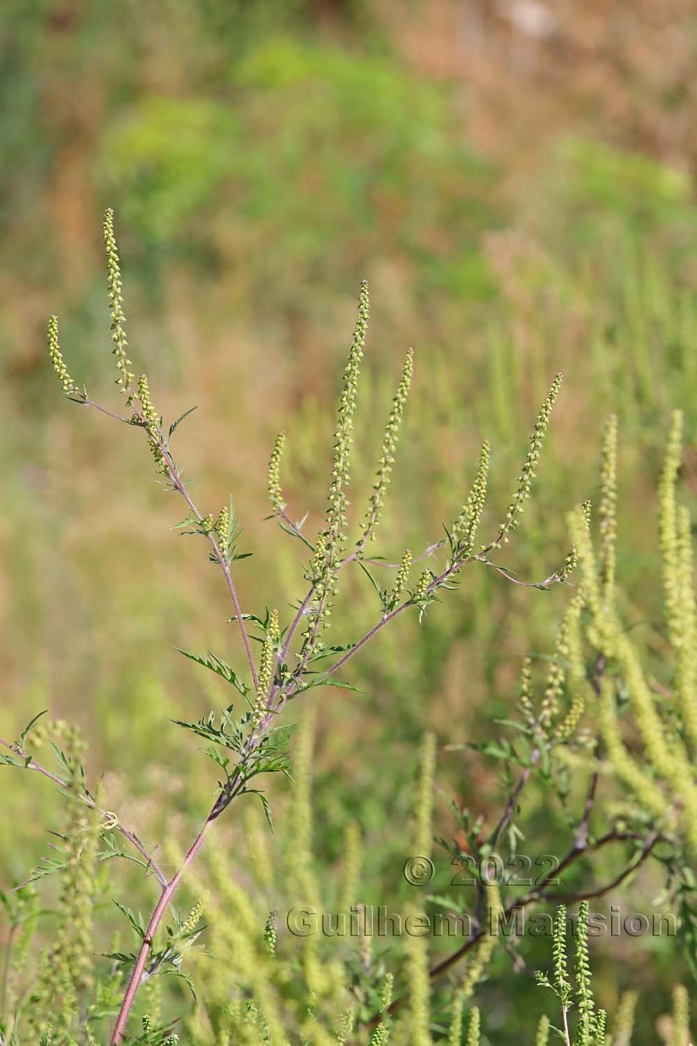 Ambrosia artemisifolia