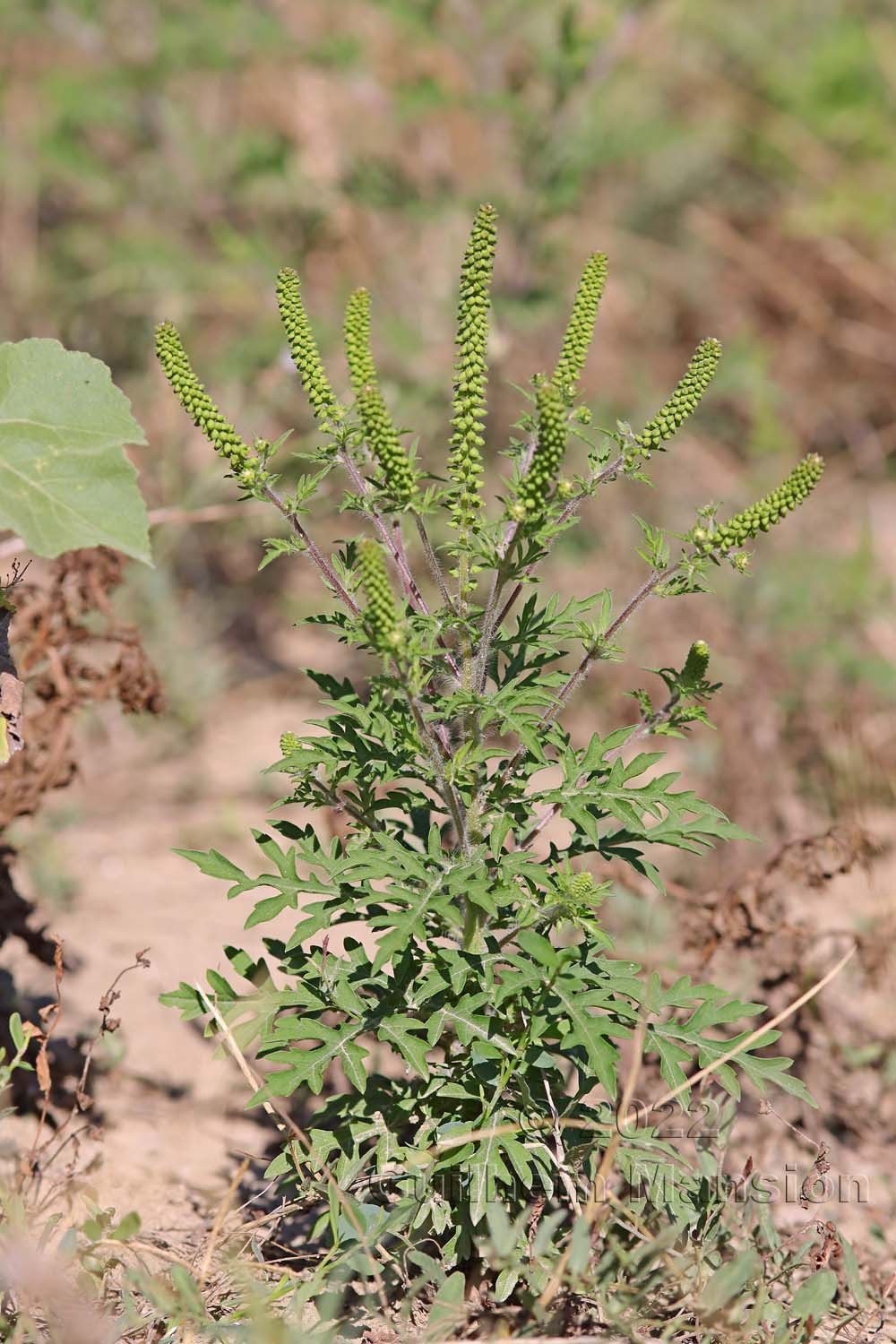 Ambrosia artemisifolia