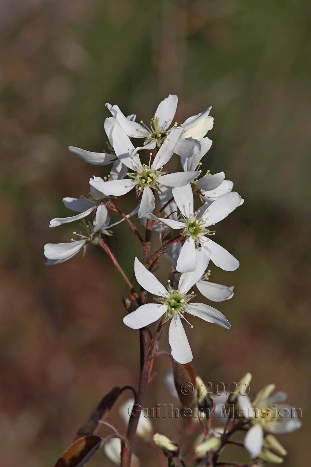 Amelanchier lamarckii