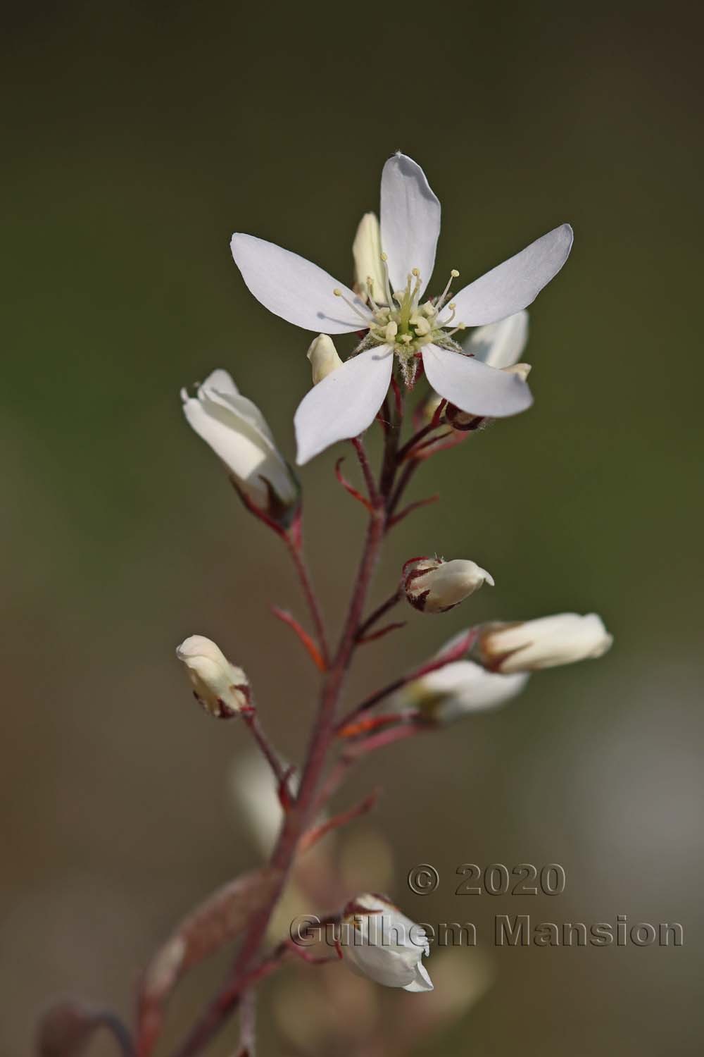 Amelanchier lamarckii