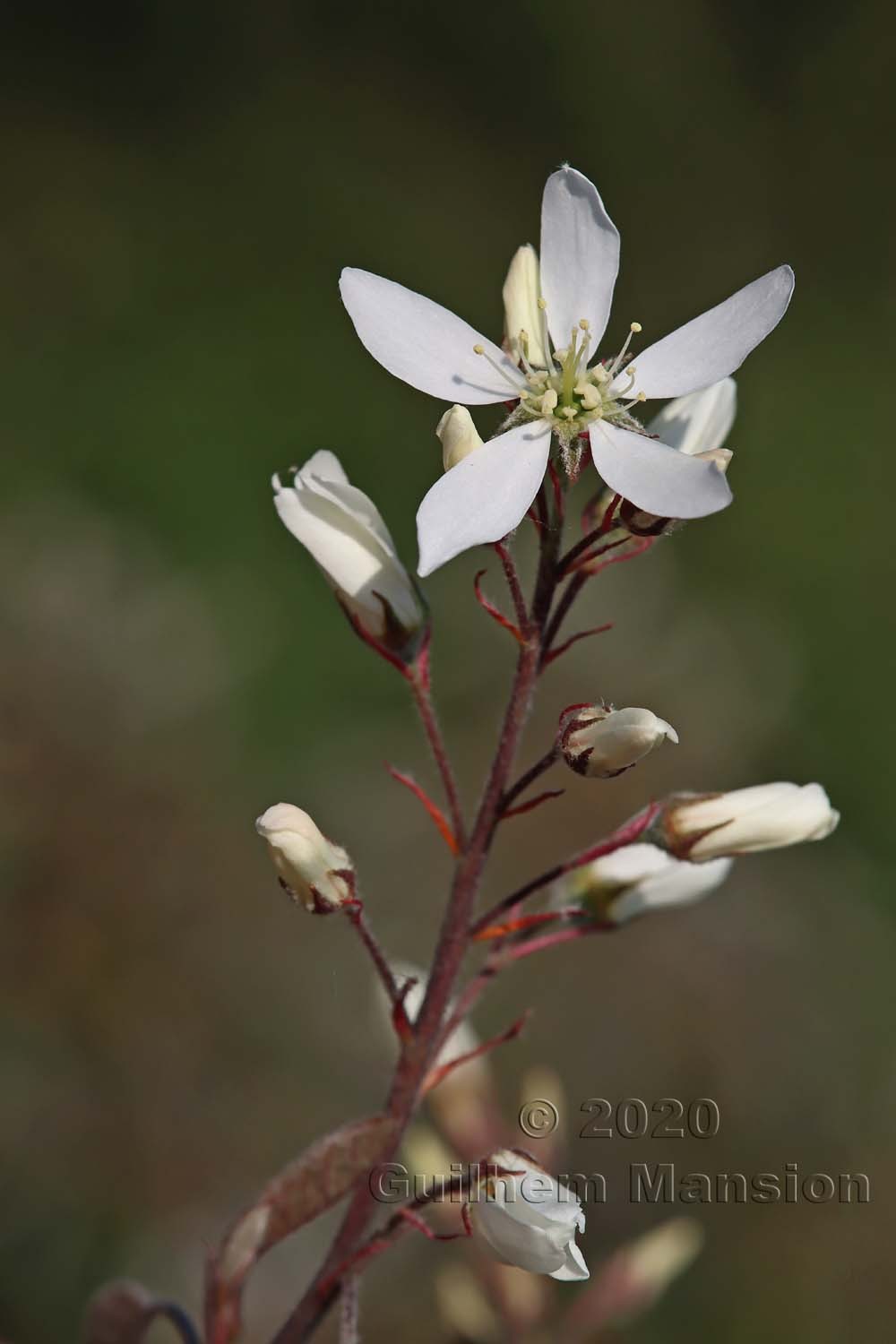 Amelanchier lamarckii