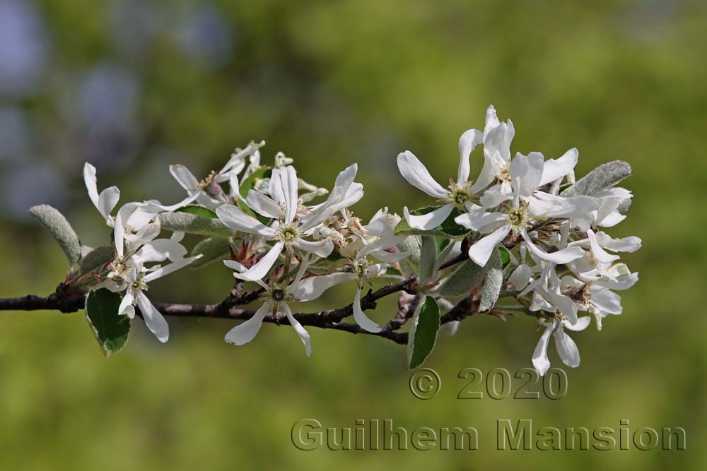 Amelanchier ovalis