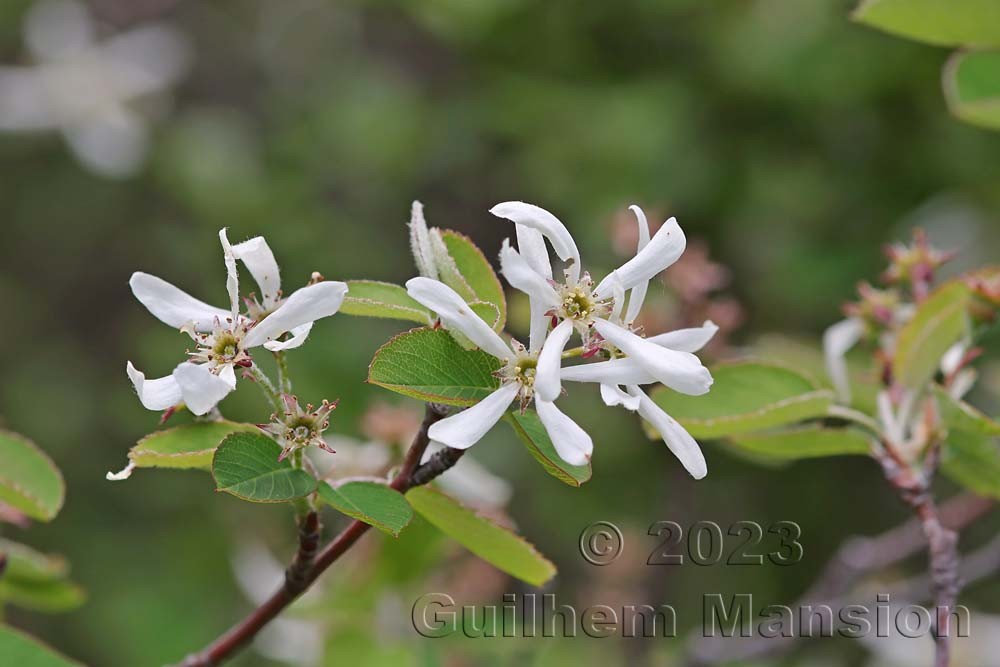 Amelanchier ovalis