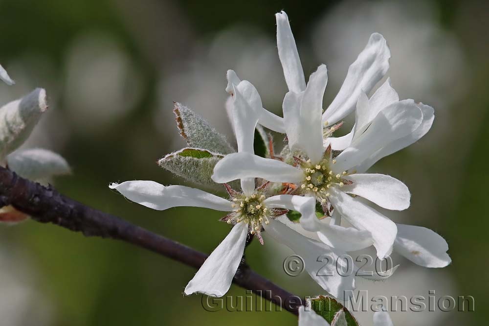 Amelanchier ovalis