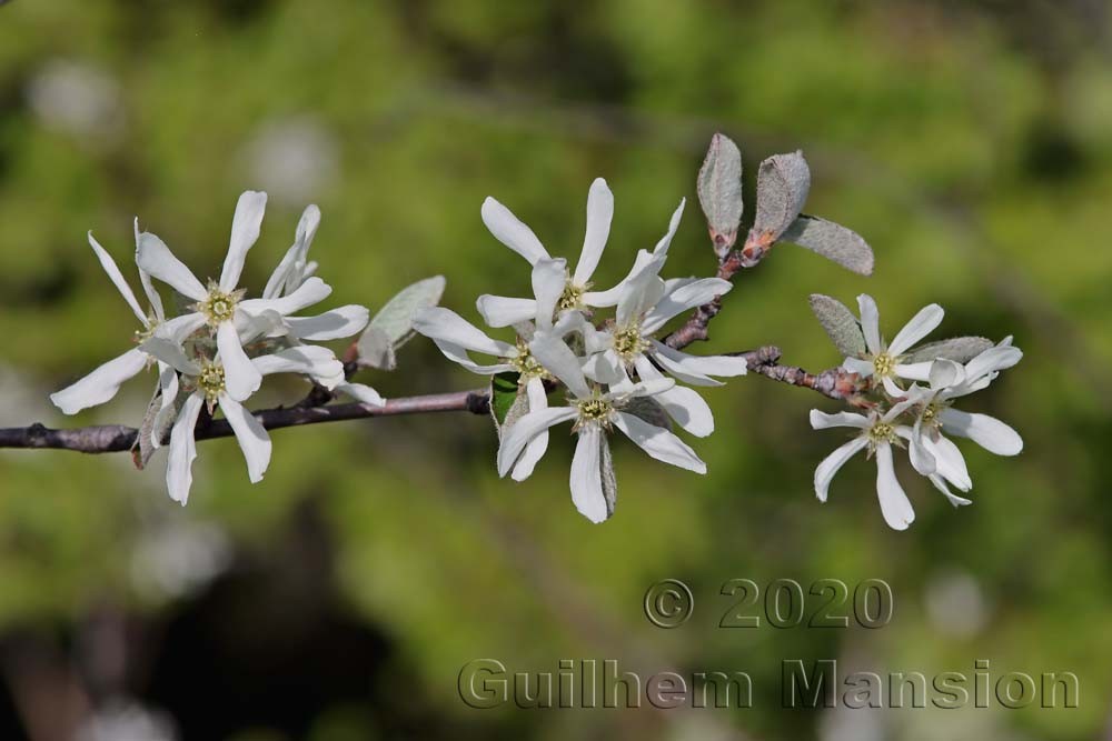 Amelanchier ovalis