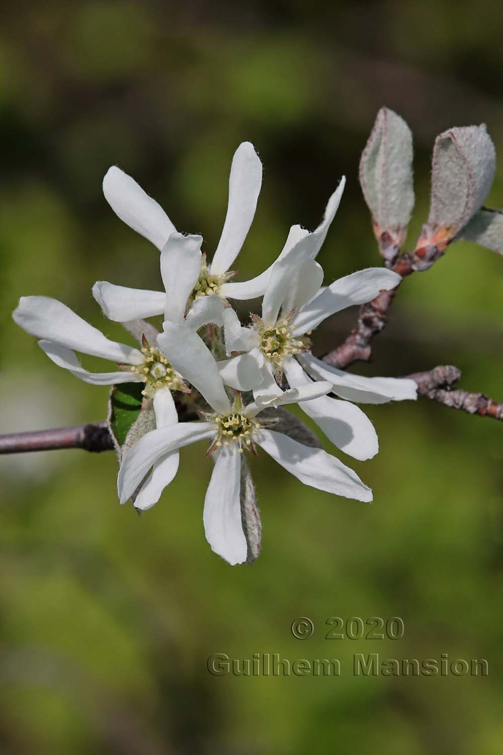 Amelanchier ovalis