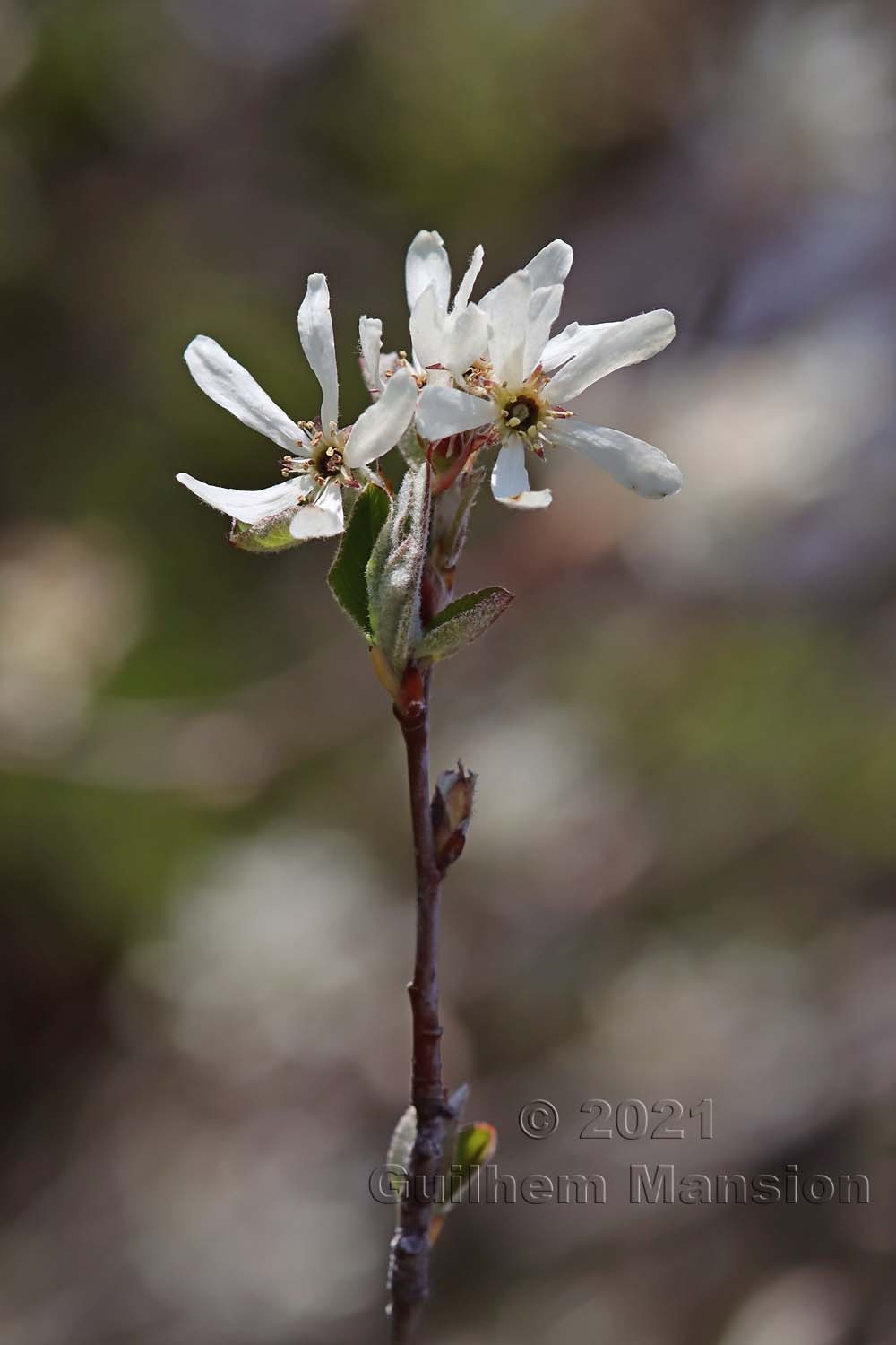 Amelanchier ovalis