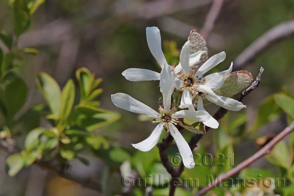 Amelanchier ovalis