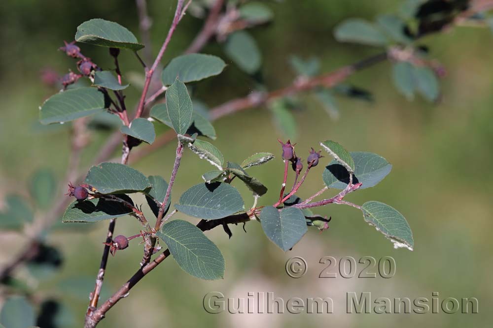 Amelanchier ovalis