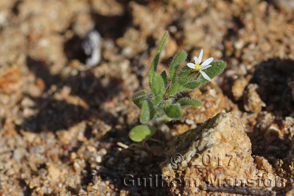 Amellus microglossus