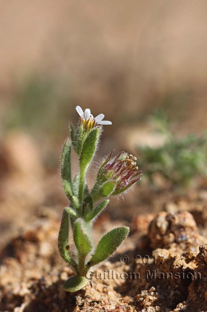 Amellus microglossus