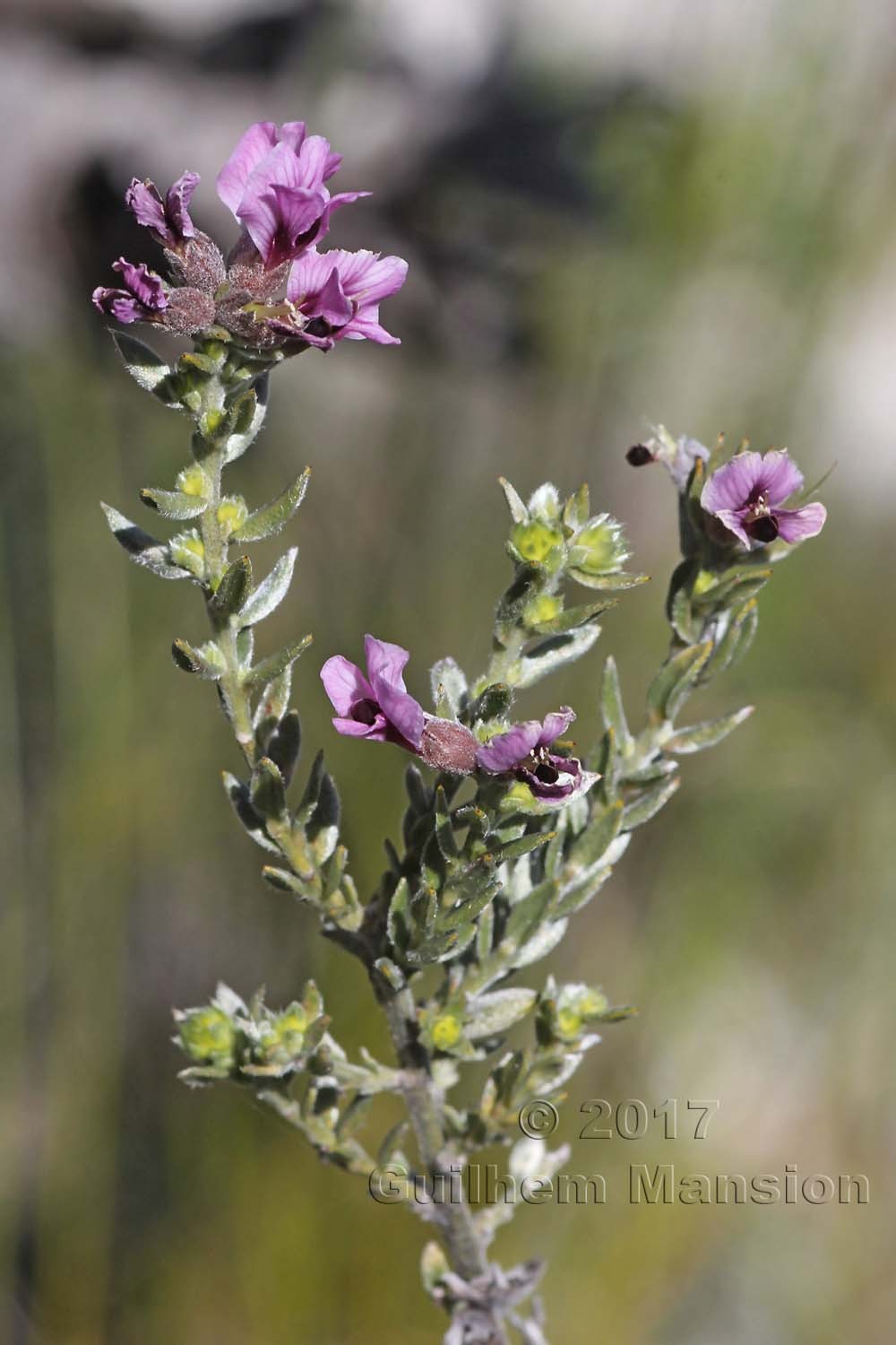 Amphithalea ericifolia