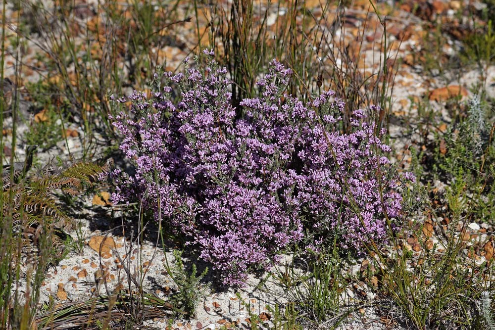 Amphithalea ericifolia