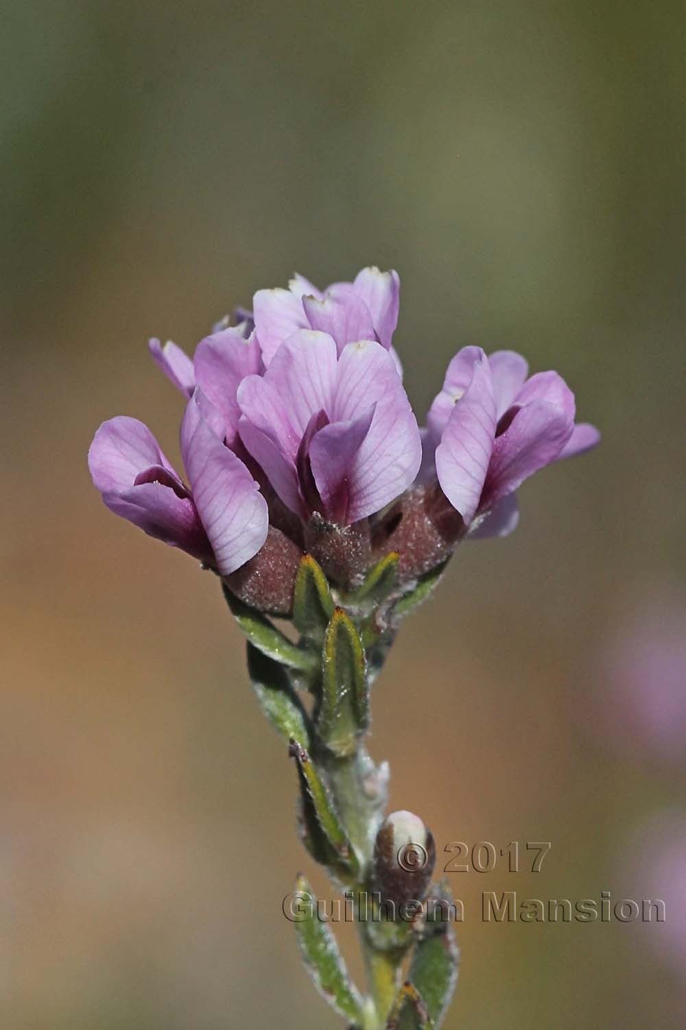 Amphithalea ericifolia