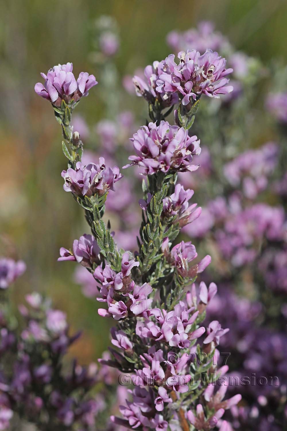 Amphithalea ericifolia