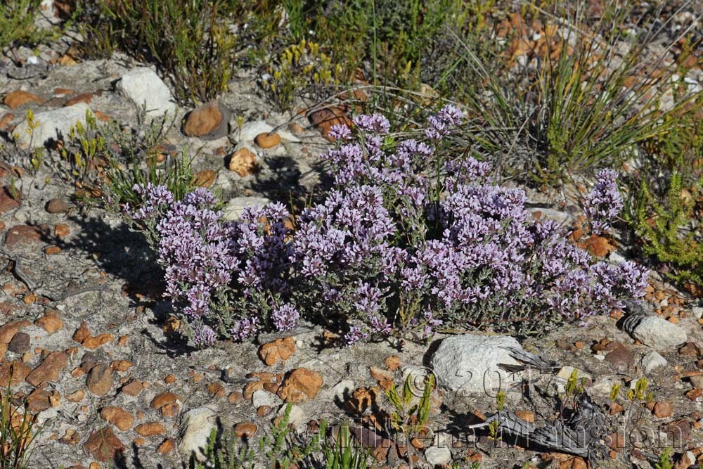 Amphithalea ericifolia