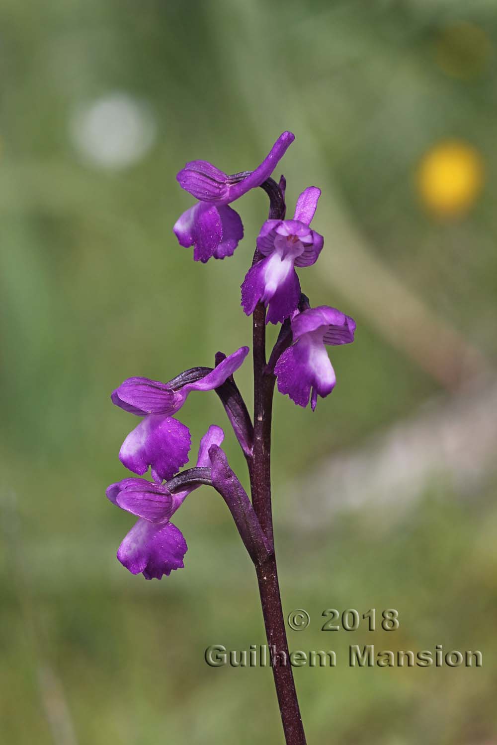 Anacamptis morio