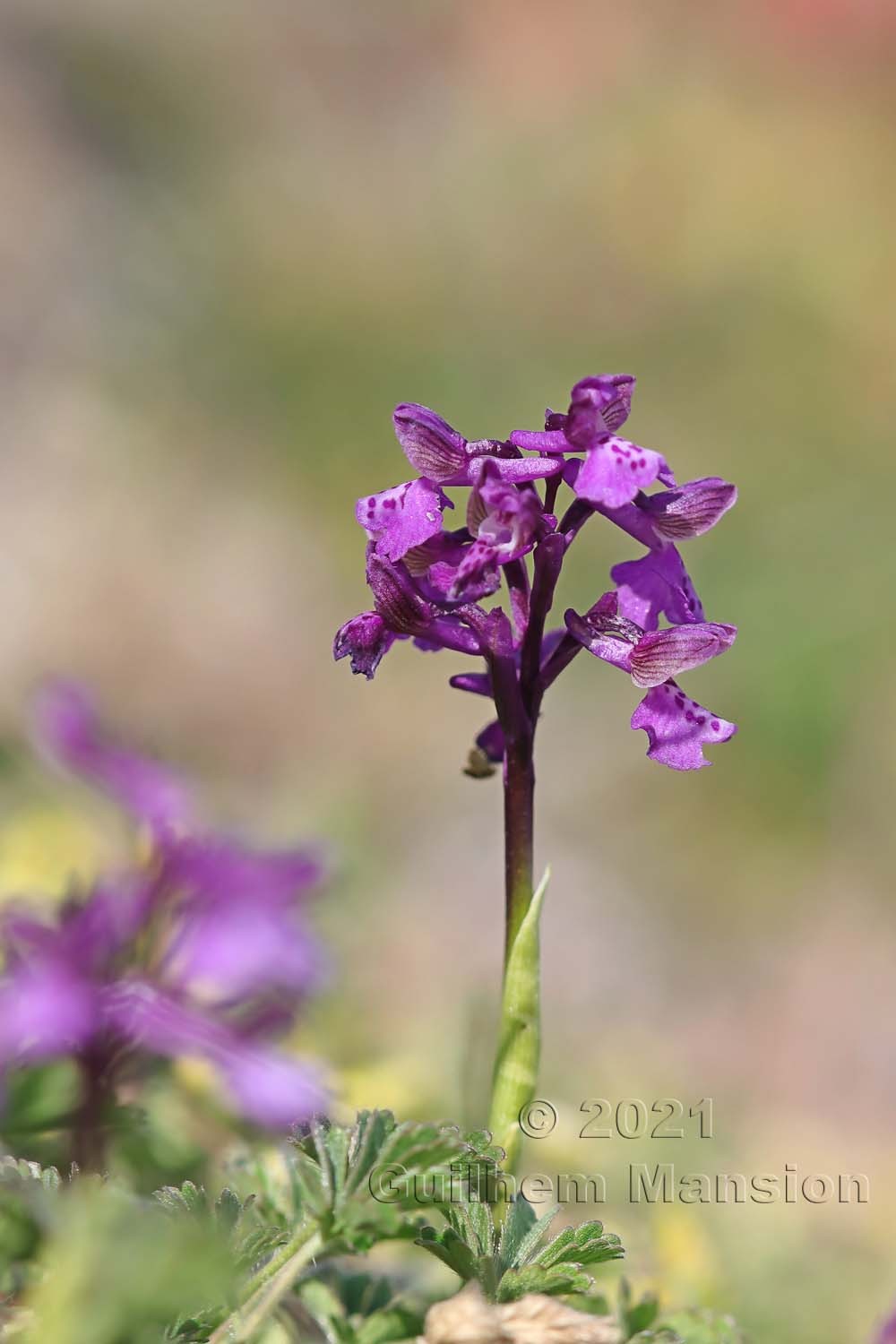 Anacamptis morio