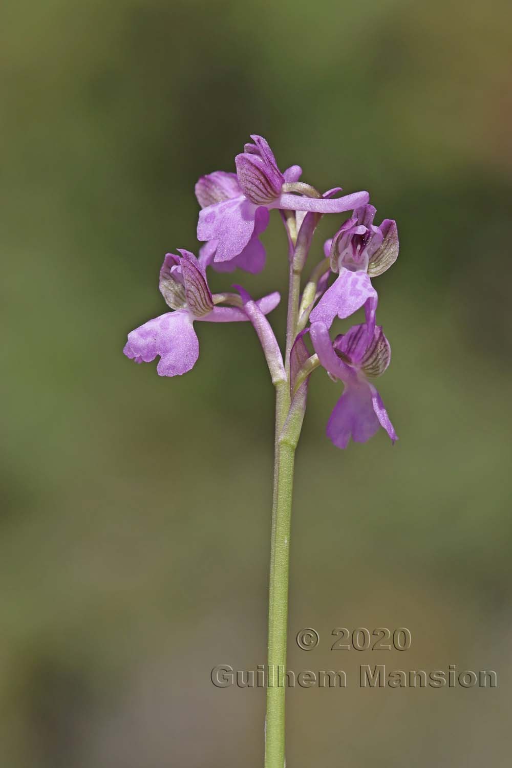 Anacamptis morio