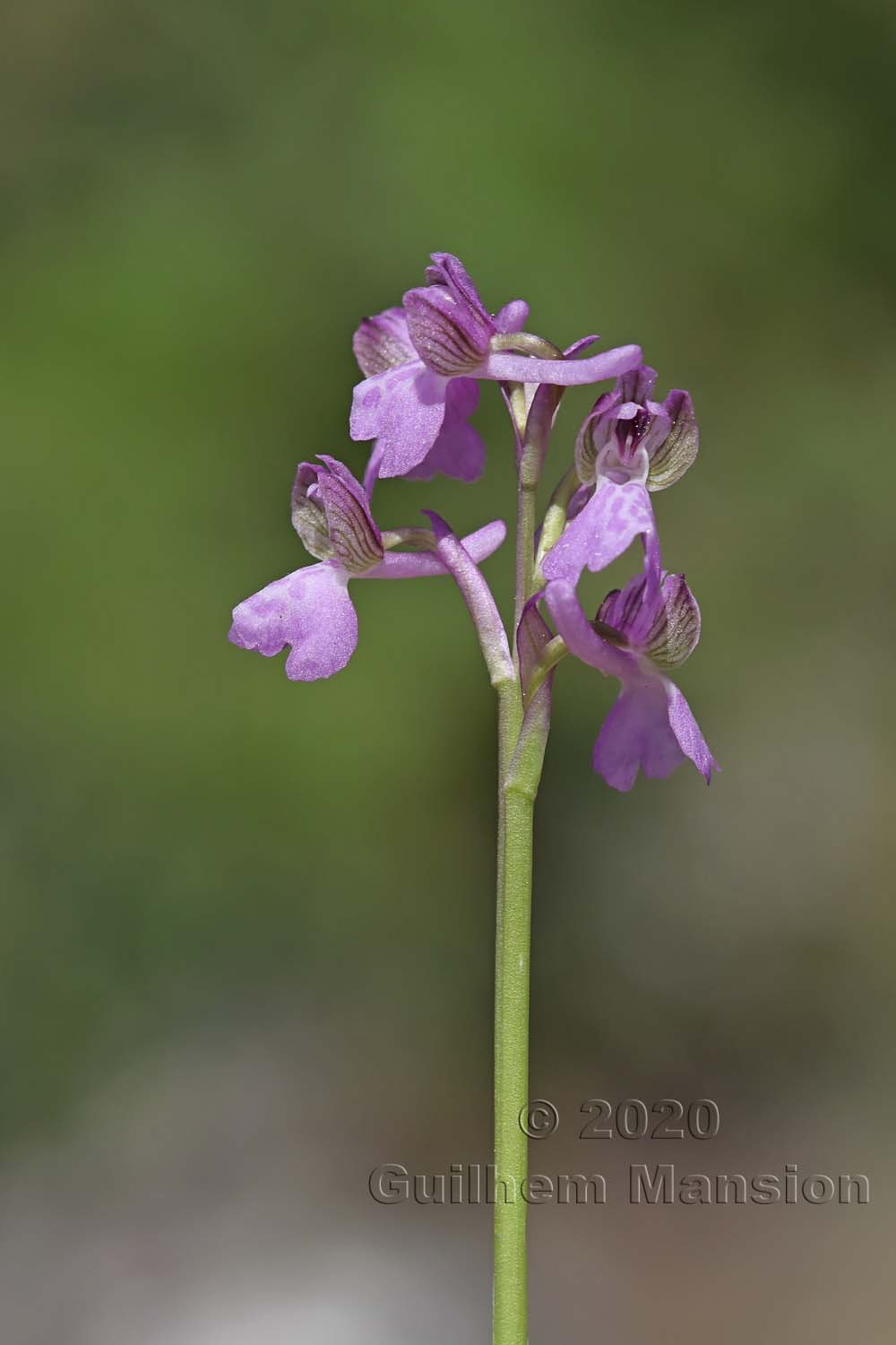 Anacamptis morio