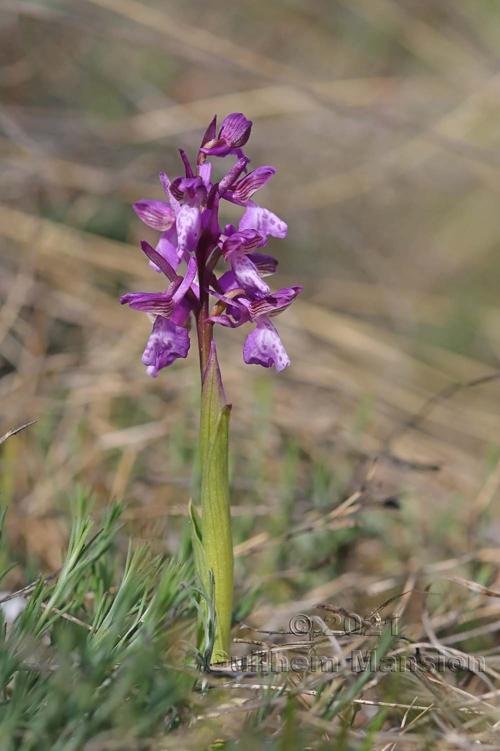 Anacamptis morio