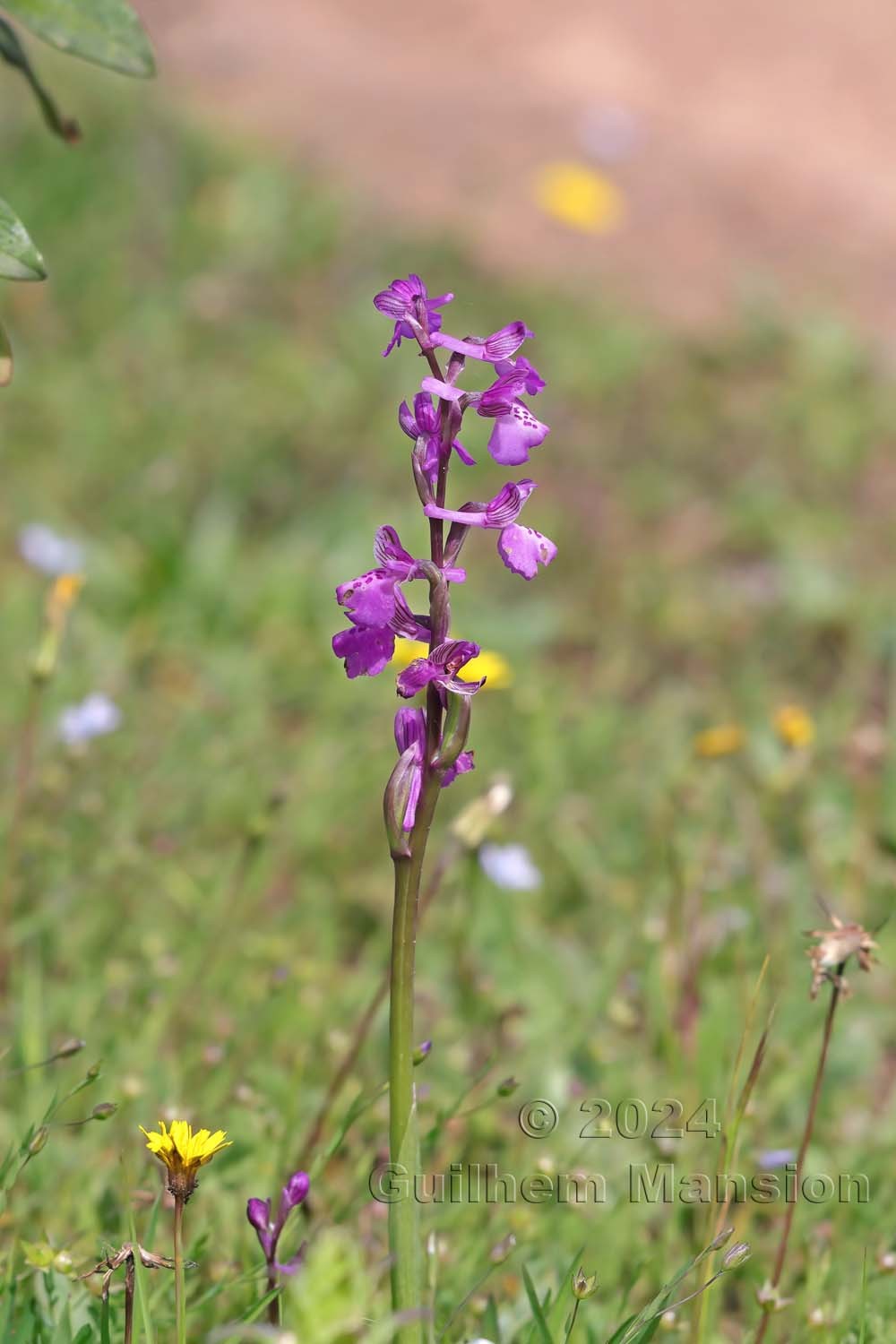 Anacamptis morio