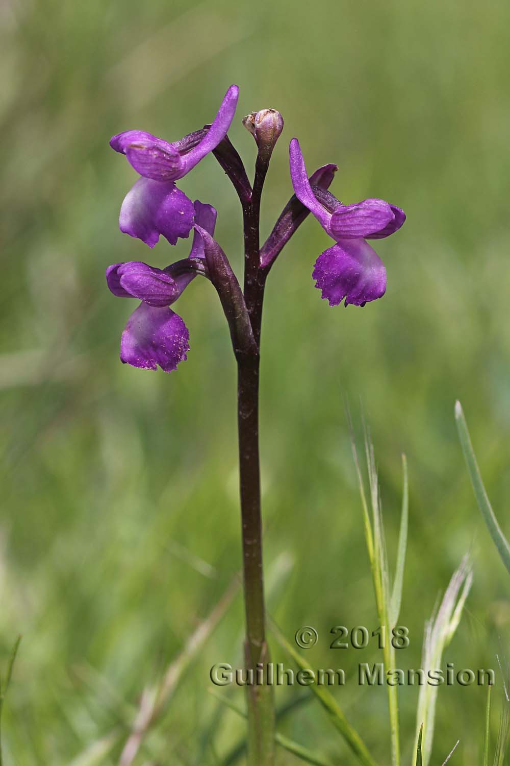 Anacamptis morio