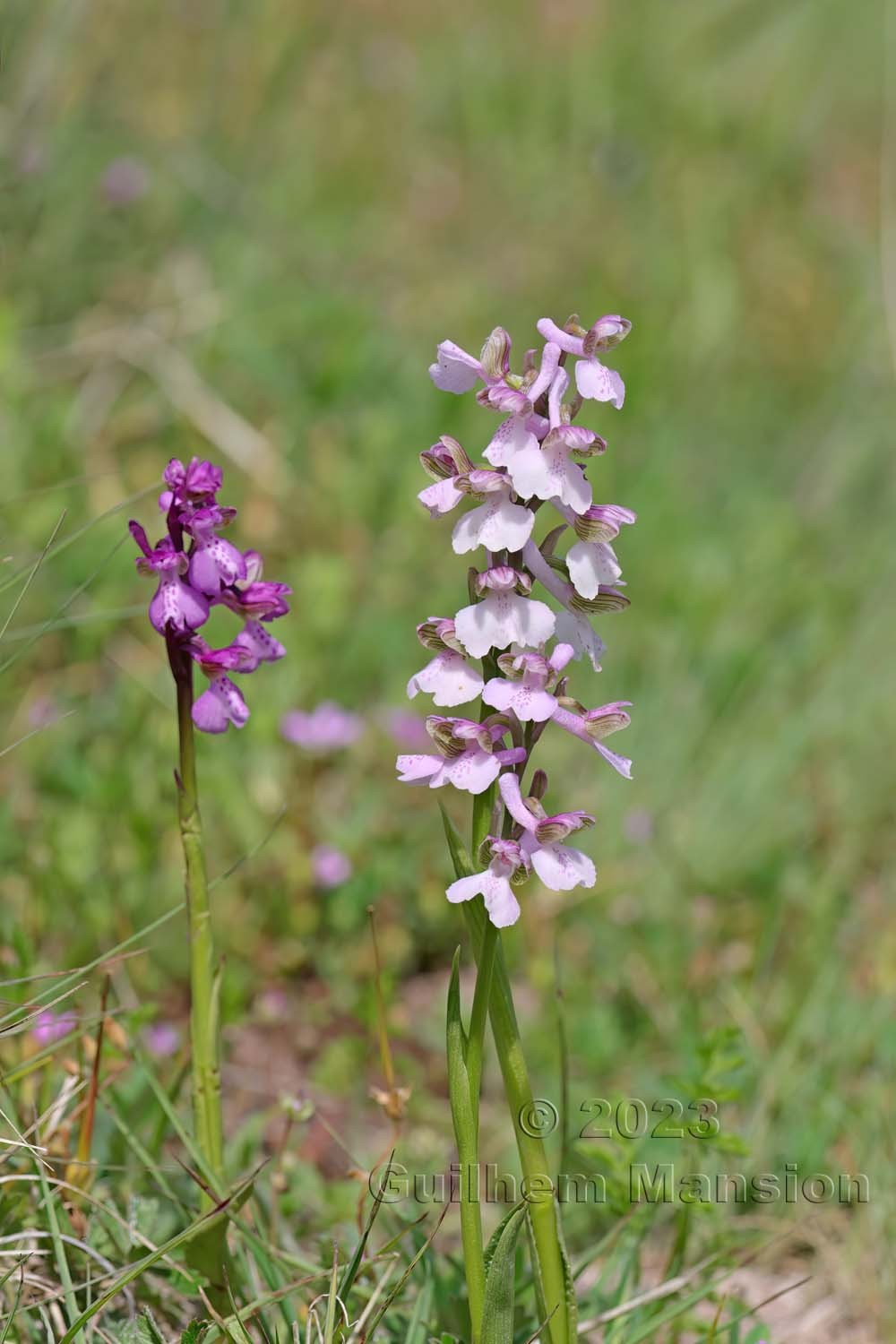 Anacamptis morio