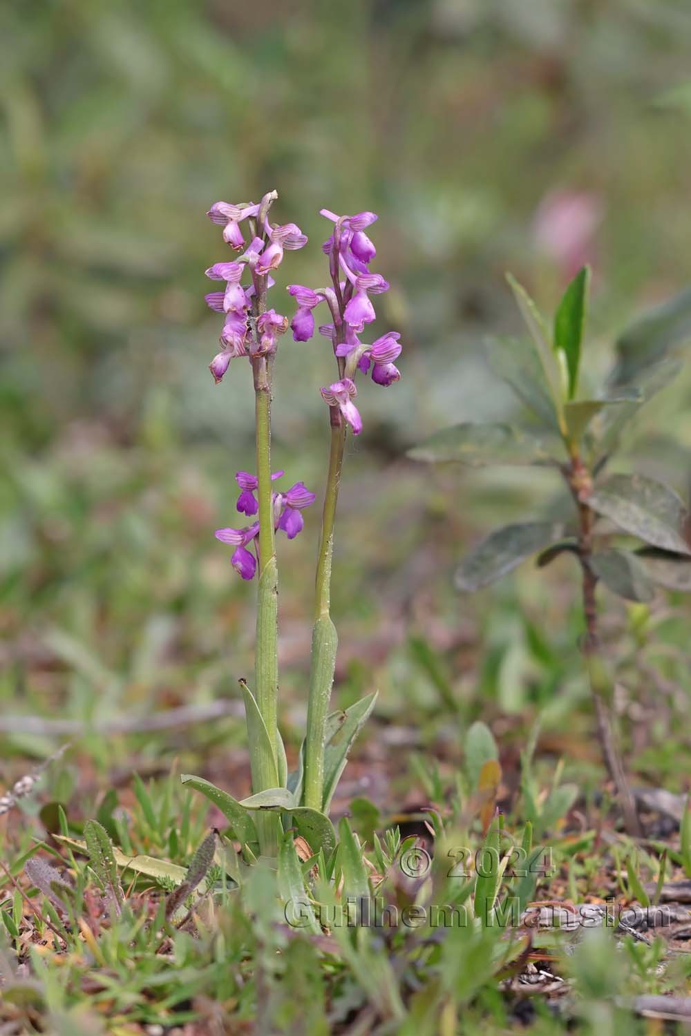 Anacamptis morio