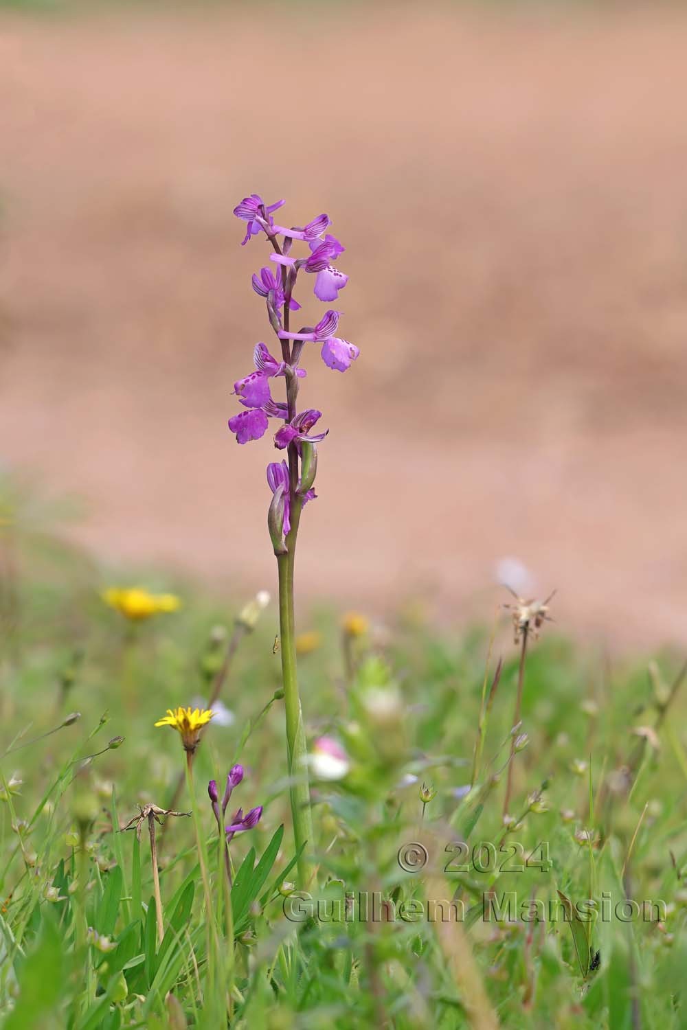 Anacamptis morio