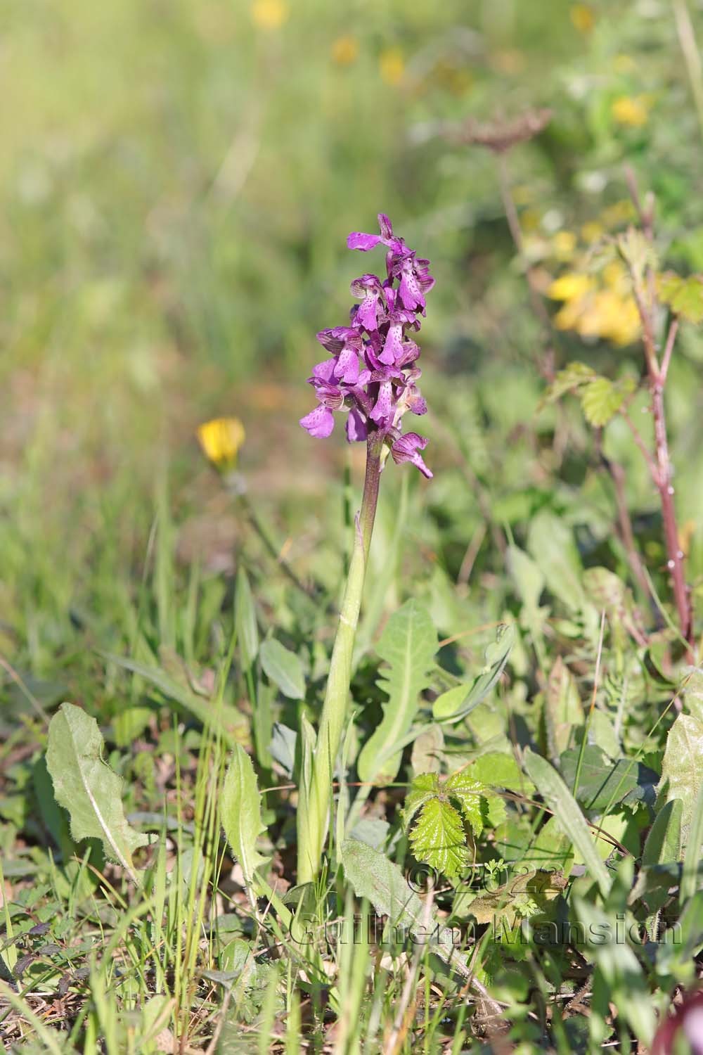 Anacamptis morio subsp. longicornu