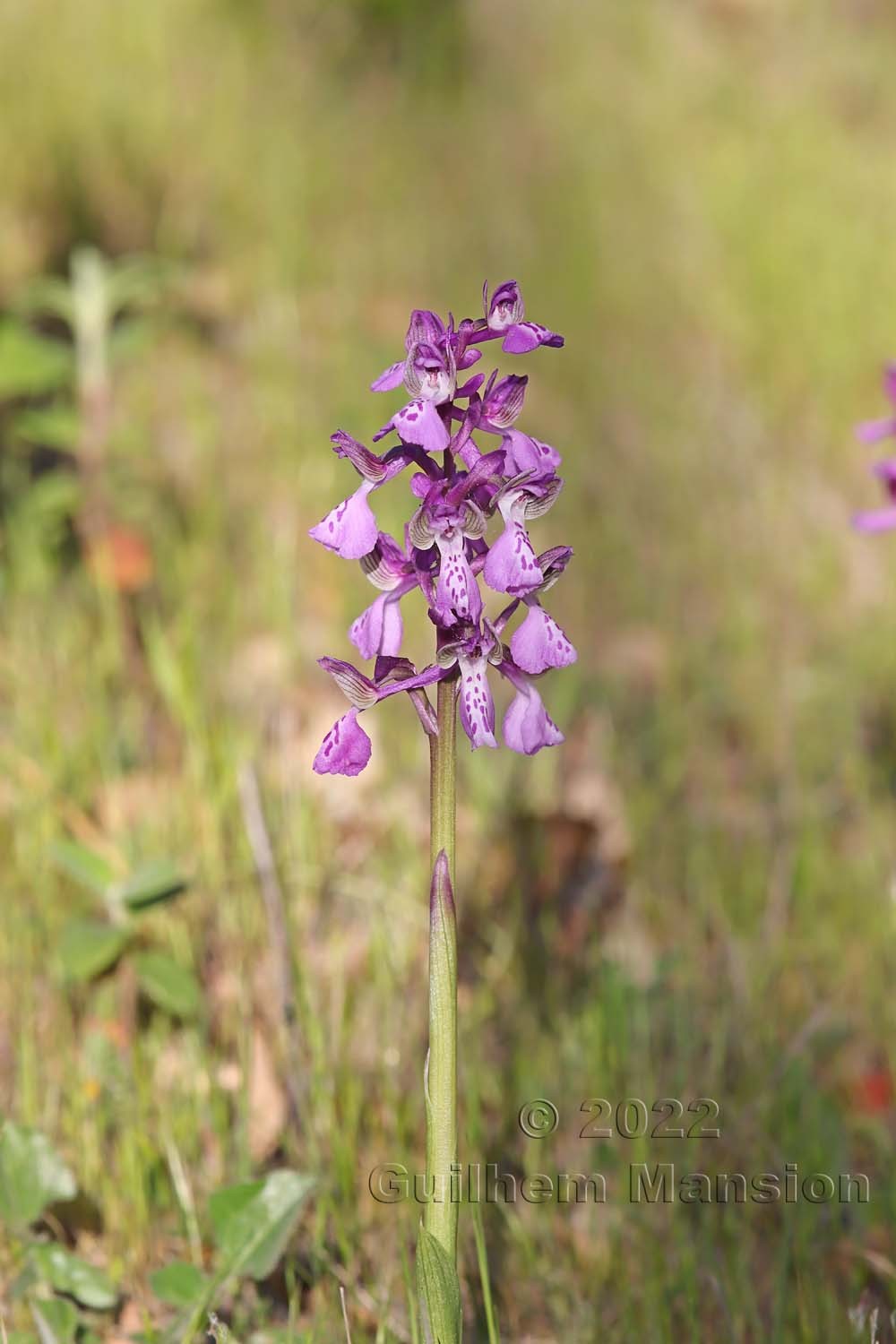 Anacamptis morio subsp. longicornu