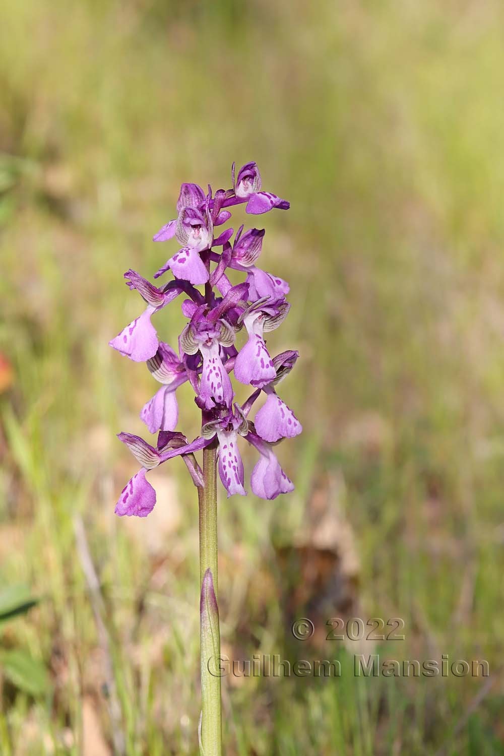 Anacamptis morio subsp. longicornu