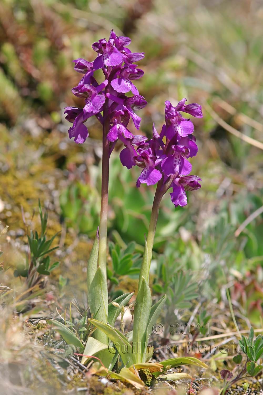 Anacamptis morio