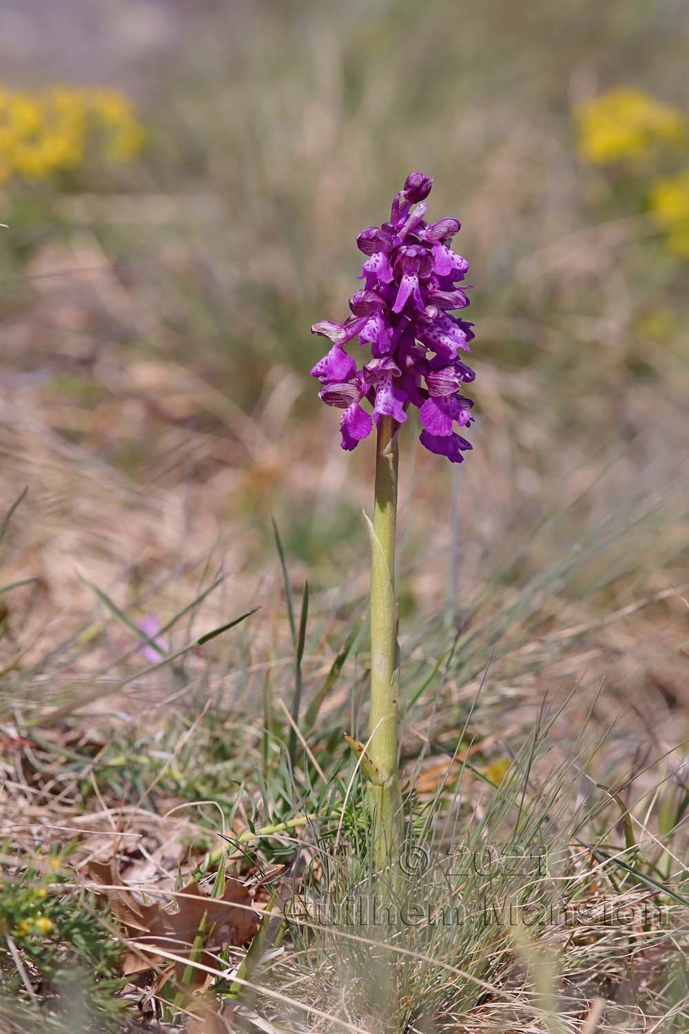 Anacamptis morio