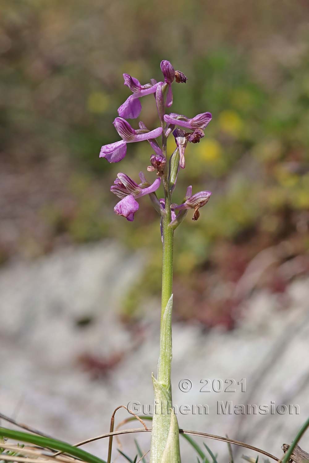 Anacamptis morio