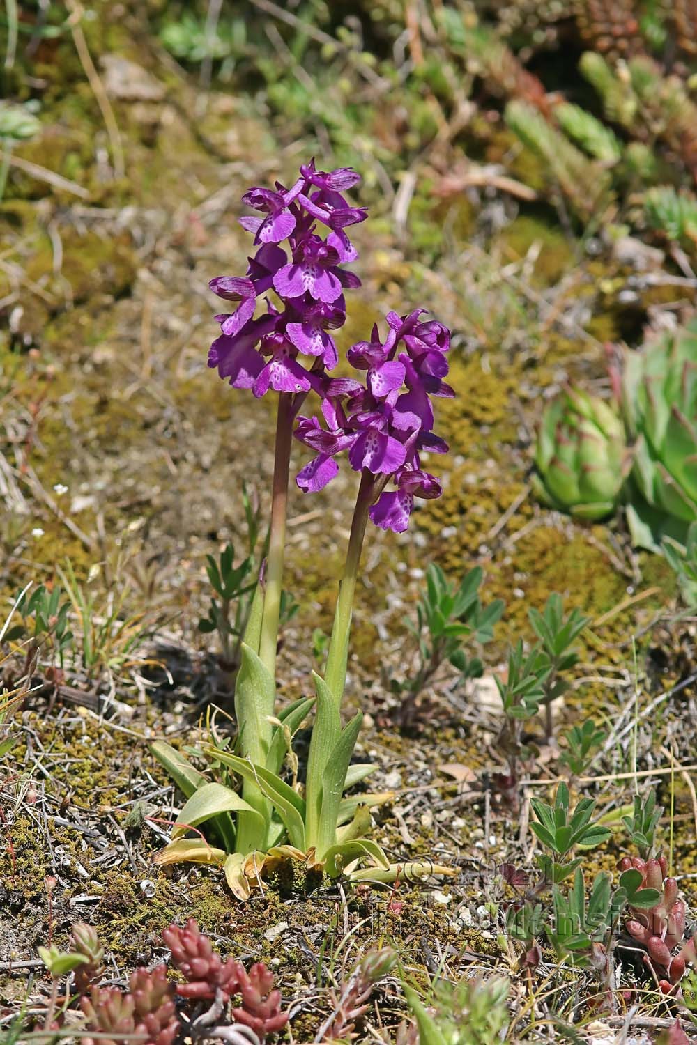 Anacamptis morio