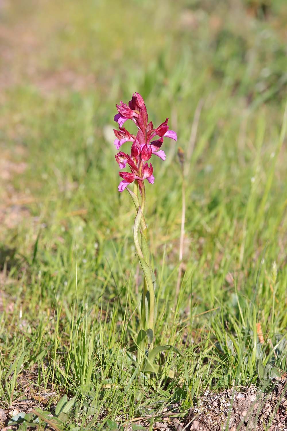 Anacamptis papilionacea