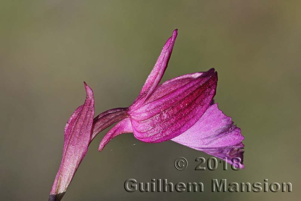 Anacamptis [Orchis] papilionacea