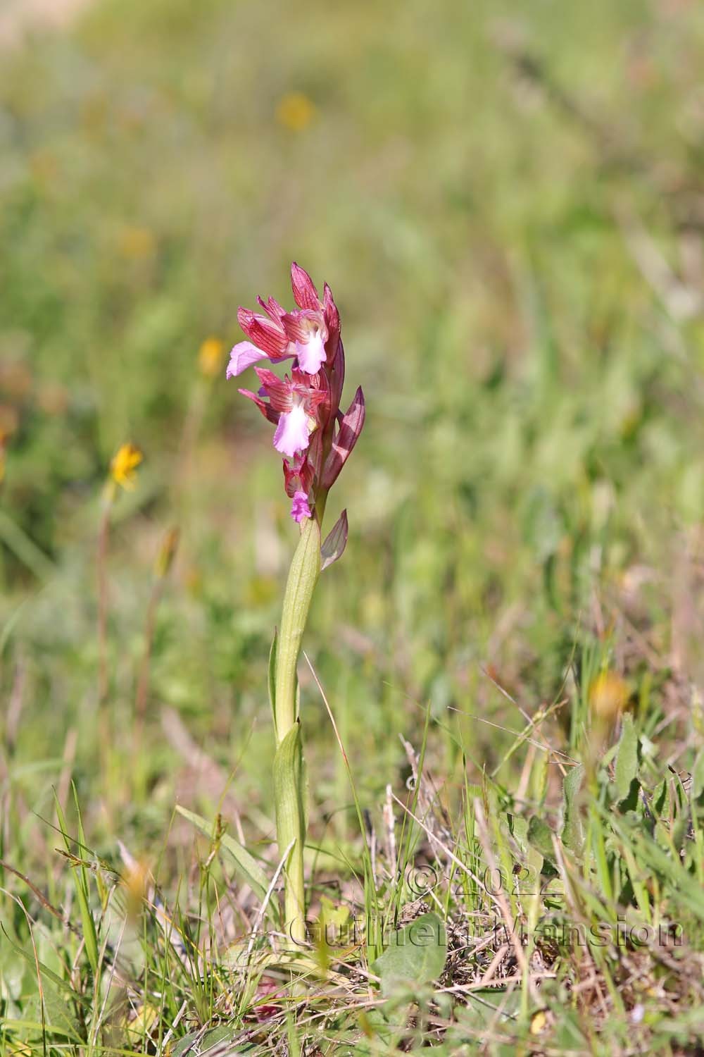 Anacamptis papilionacea