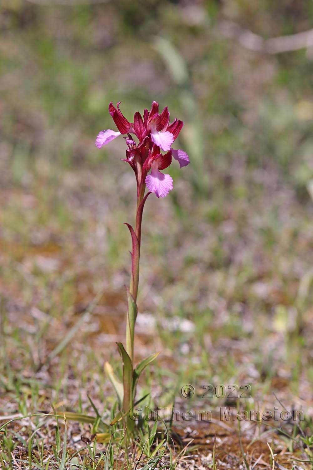 Anacamptis papilionacea