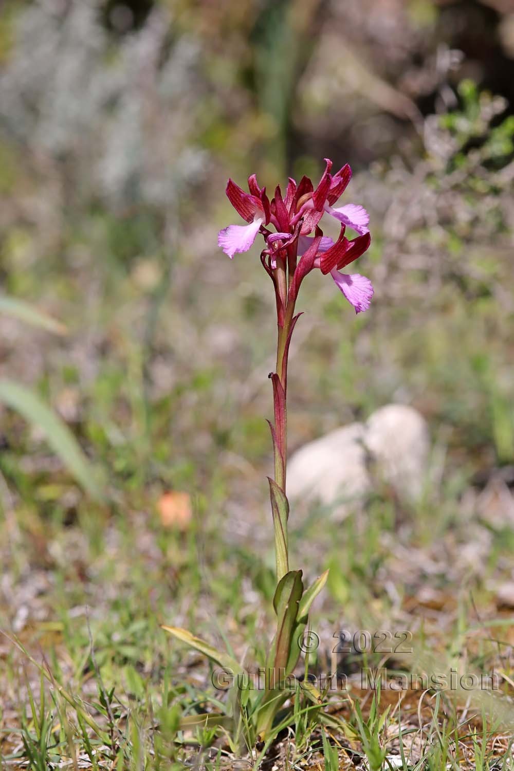 Anacamptis papilionacea