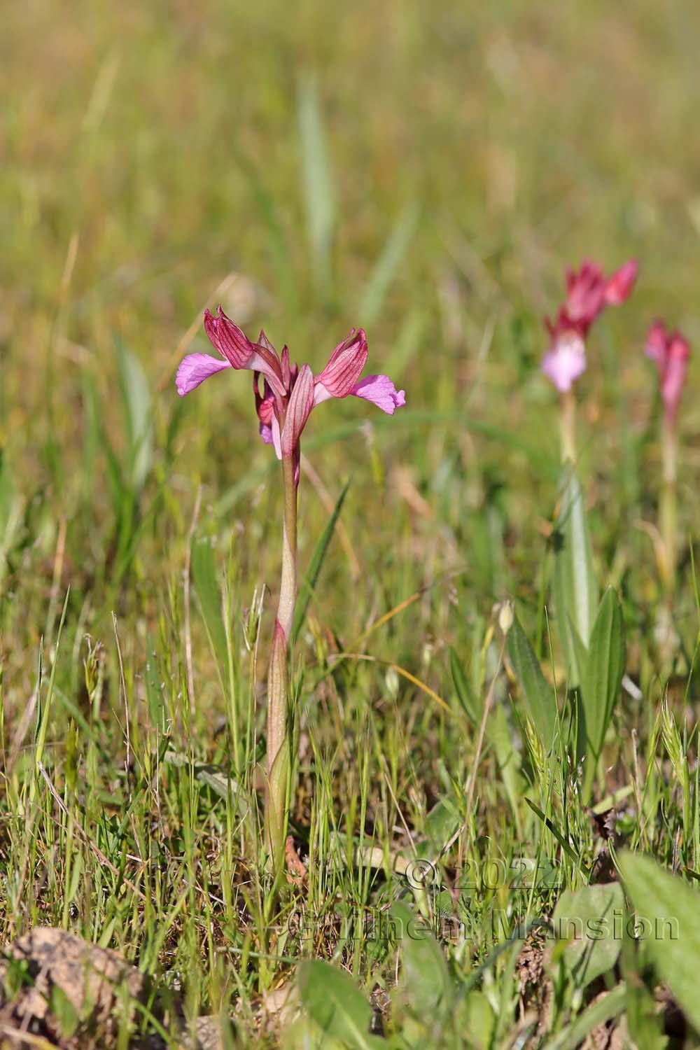 Anacamptis papilionacea