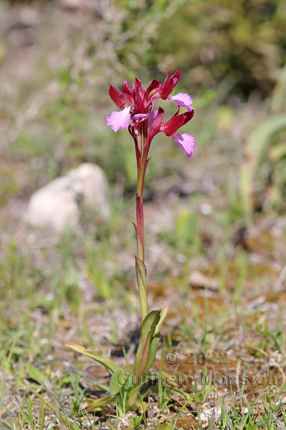 Anacamptis papilionacea