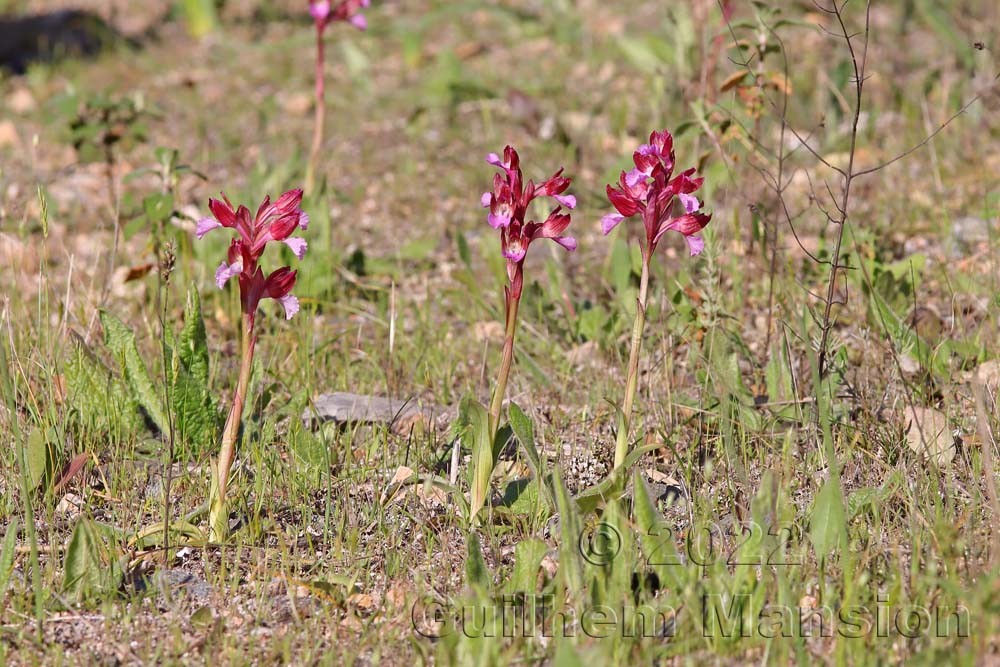 Anacamptis papilionacea