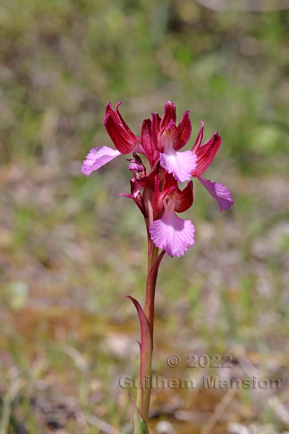 Anacamptis papilionacea