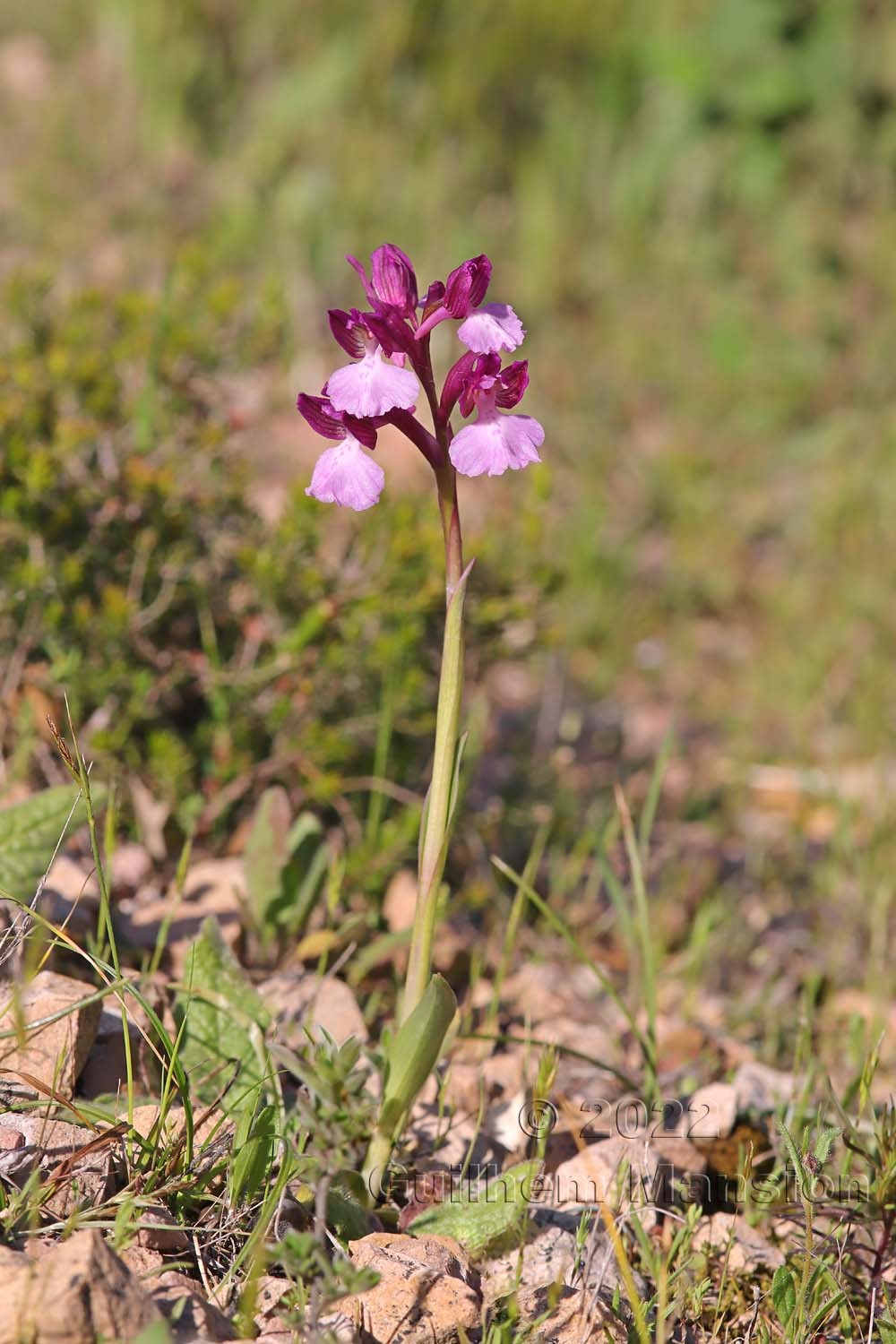 Anacamptis papilionacea