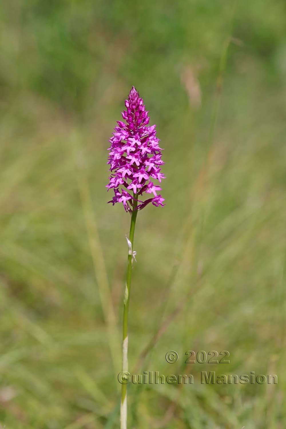 Anacamptis pyramidalis