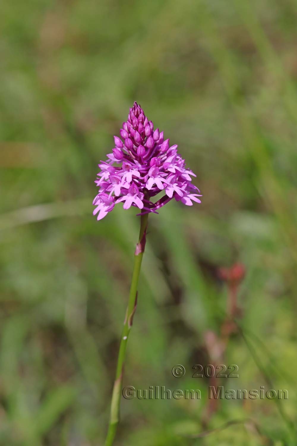 Anacamptis pyramidalis