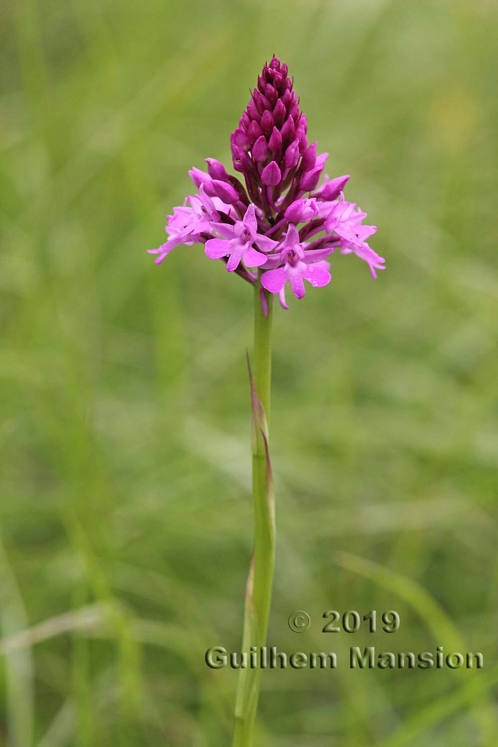 Anacamptis pyramidalis